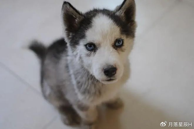 金毛和哈士奇的后代一不小心串出个煤老板有钱也买不到