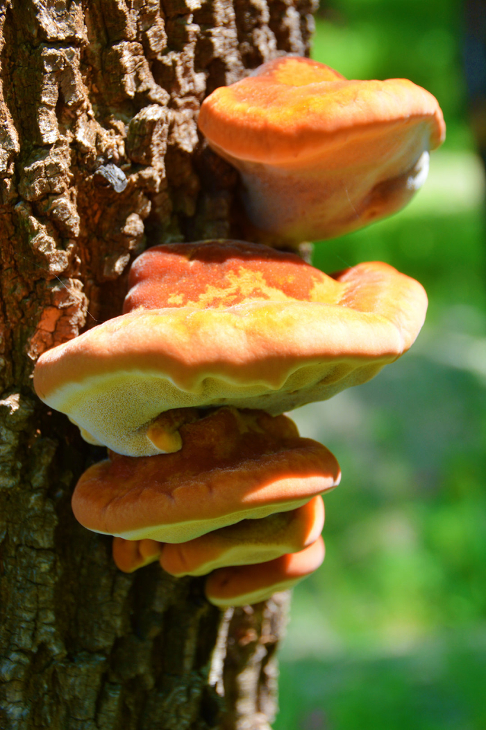 树上的蘑菇很好看,原创拍摄|蘑菇|原创|拍摄_新浪新闻