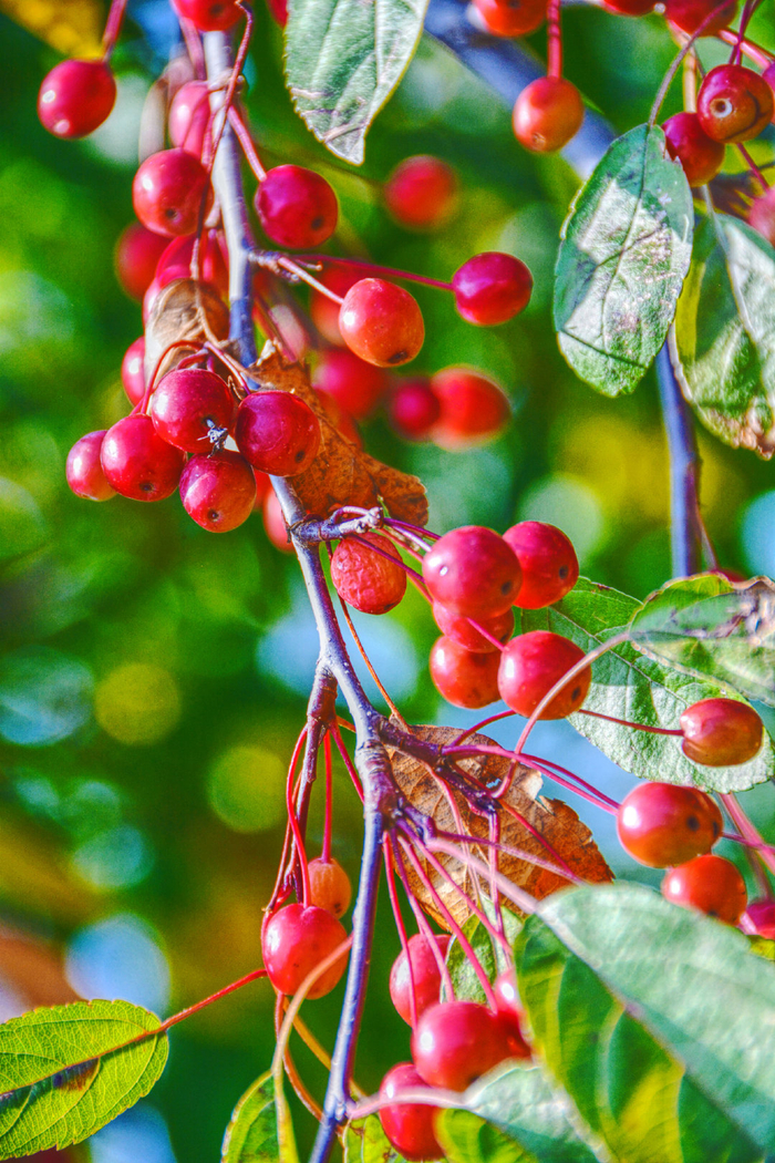 山丁子果实,原创拍摄