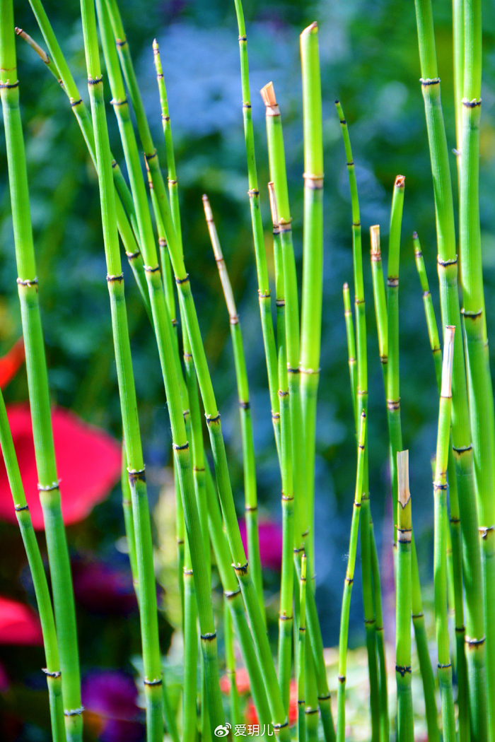 节节草木贼,原创拍摄