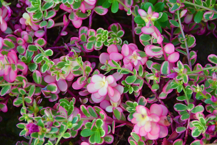 大花马齿苋叶子,原创拍摄_新浪新闻