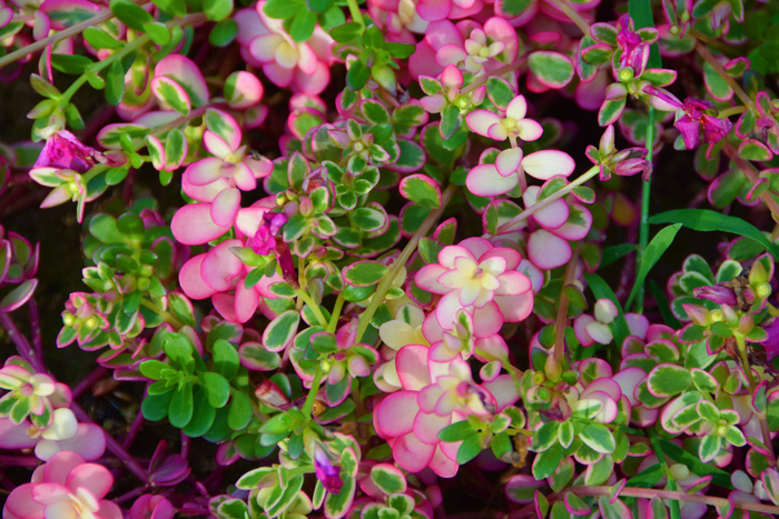 大花马齿苋叶子,原创拍摄_新浪新闻