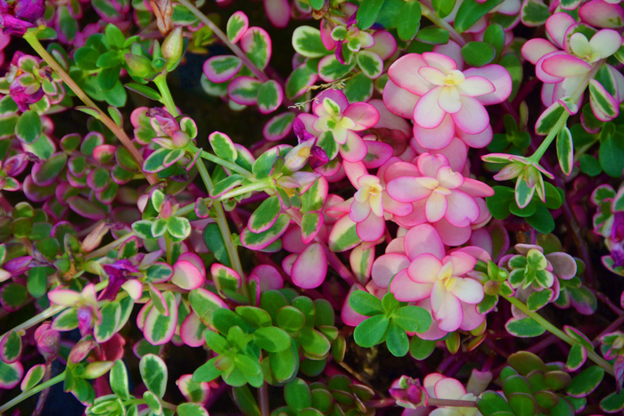 大花马齿苋叶子,原创拍摄_新浪新闻