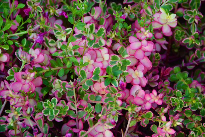 大花马齿苋叶子,原创拍摄_新浪新闻