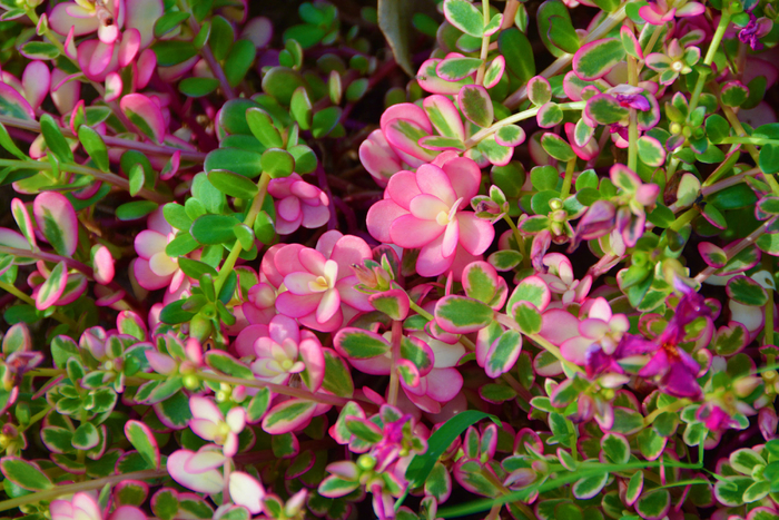 大花马齿苋叶子,原创拍摄_新浪新闻