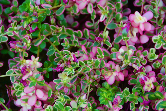 大花马齿苋叶子,原创拍摄_新浪新闻