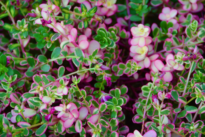 大花马齿苋叶子,原创拍摄_新浪新闻