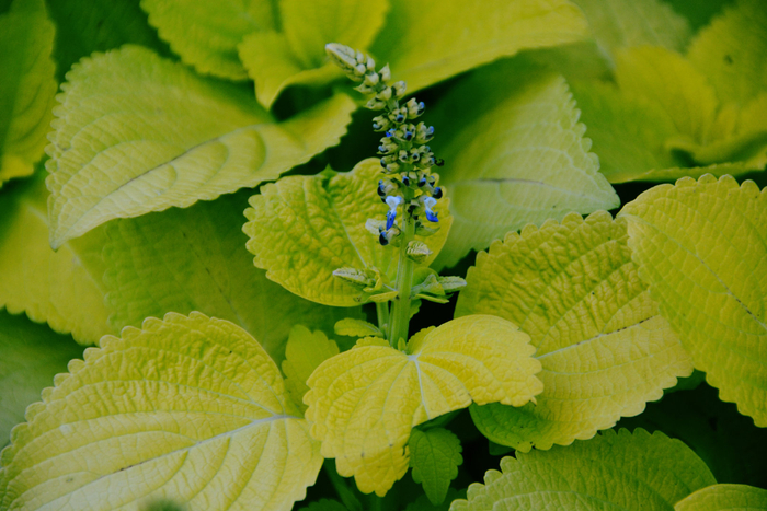 绿叶锦苏草开花了,原创拍摄|绿叶|原创|拍摄_新浪新闻