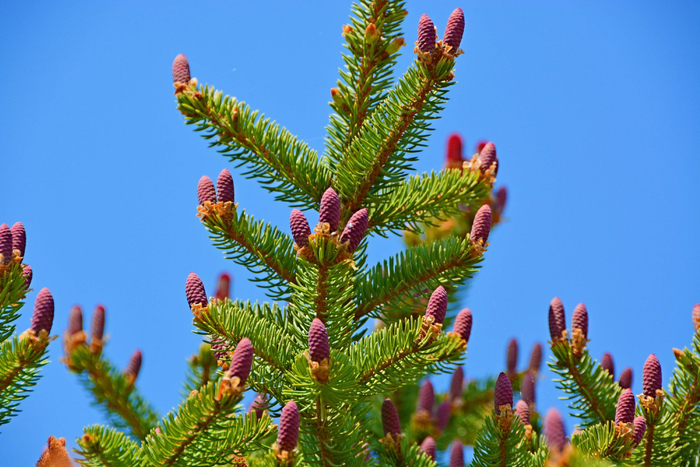 云杉粉紫色雌花,原创拍摄|原创_新浪新闻