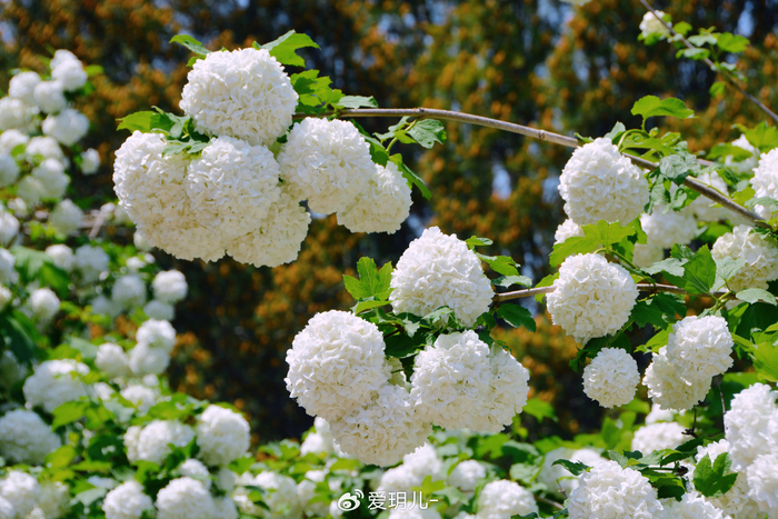 中华木绣球,原创拍摄