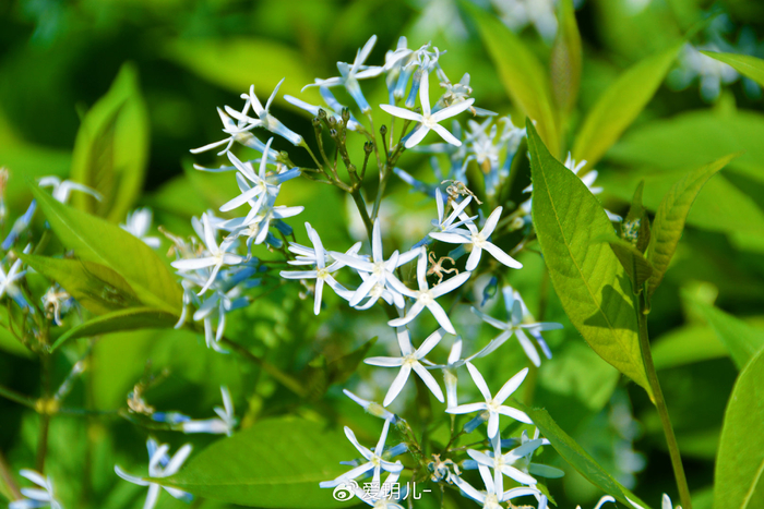 柳叶水甘草,原创拍摄
