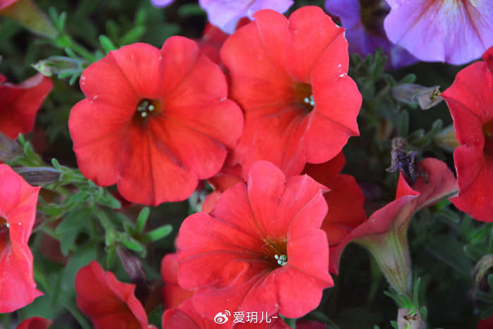 红色矮牵牛花,原创拍摄