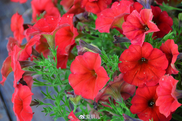 红色矮牵牛花,原创拍摄