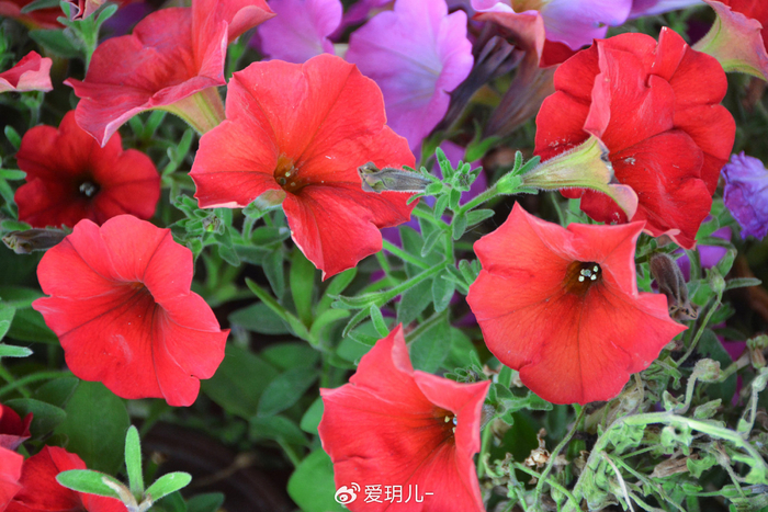 红色矮牵牛花,原创拍摄