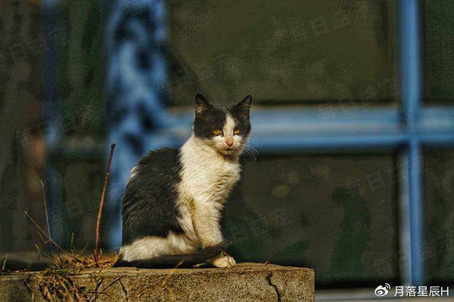 财经流浪

猫（流浪

猫财产
链）《流浪猫产业链》