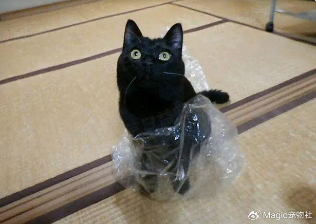 家猫不幸走丢了主人求助流浪猫帮忙还真给找回来了