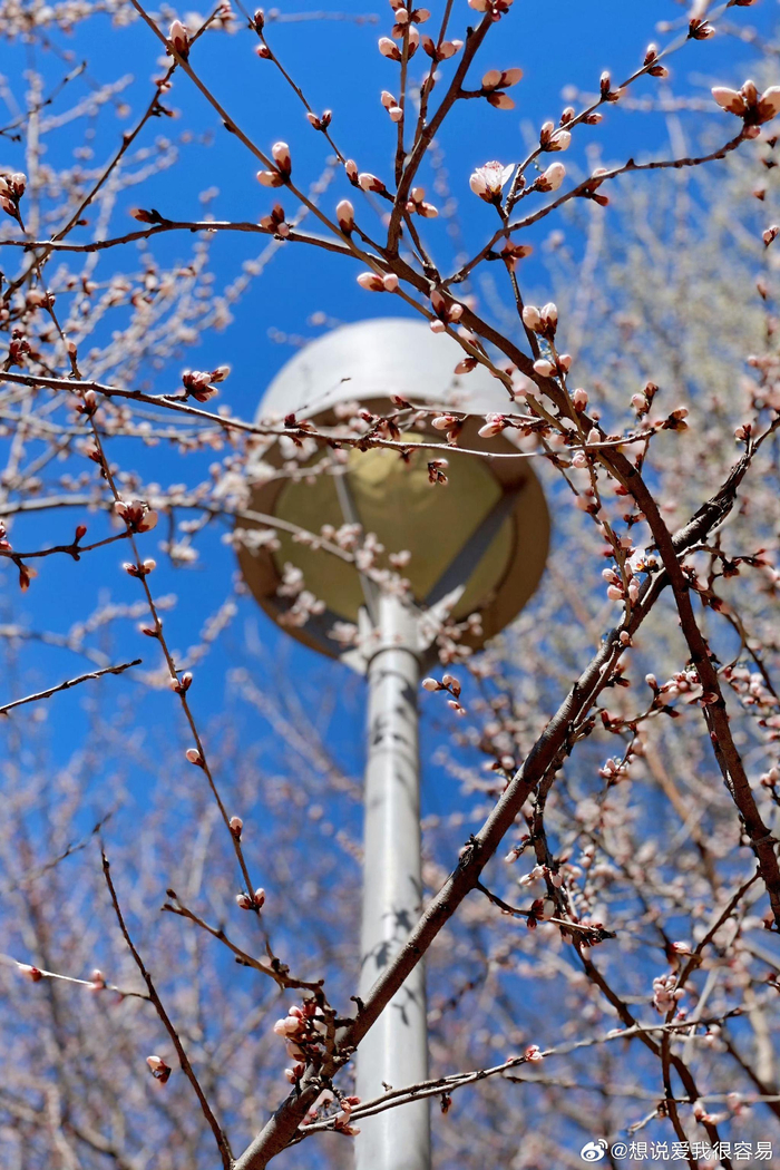 北京春天变幻无穷,摄影师捕捉瞬间