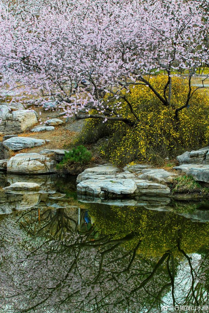 国家植物园山桃花溪,现在是盛花期