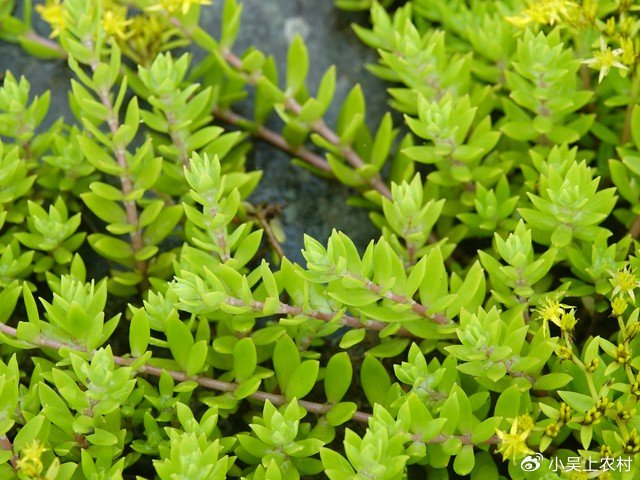 趴地而生的垂盆草人称"抗癌草",可食用可盆栽,别当害草处理了