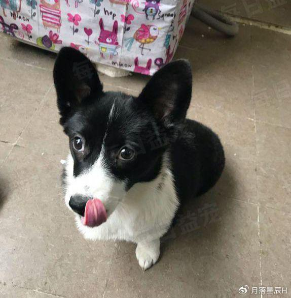 花高价网购了一只柯基却收到快递小哥的白眼真有这么差吗