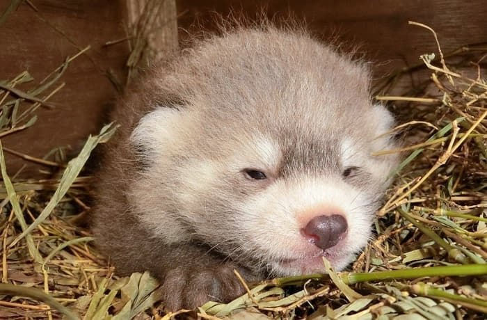 可爱到看了又看的小熊猫幼崽