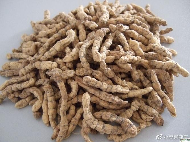 白虫草图片与功效——好处和益处__财经头条