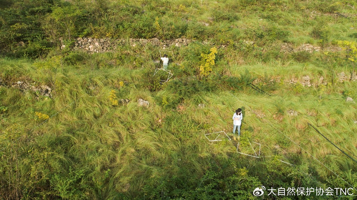 守护南水北调水源地记tnc河南丹江石漠化土地近自然精准修复项目