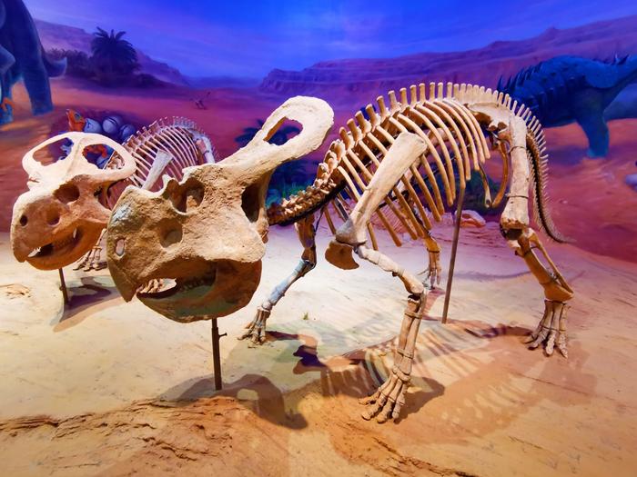 呼和浩特内蒙古博物院恐龙化石