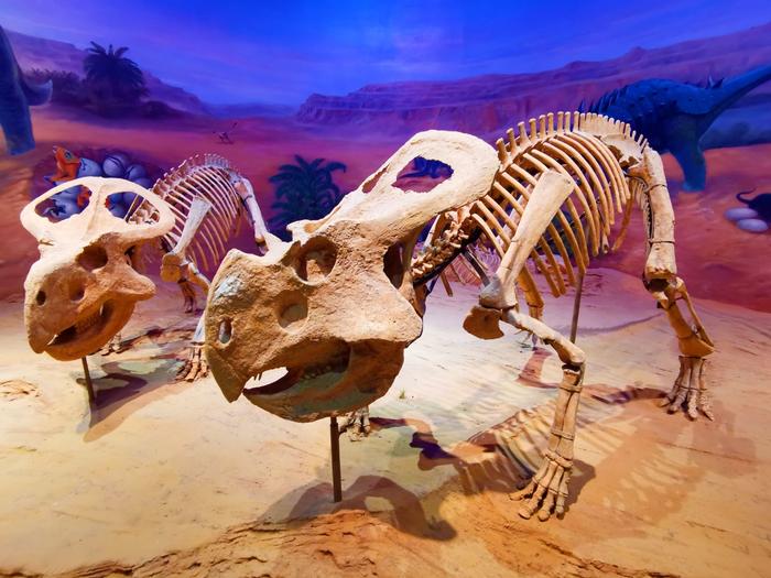 呼和浩特内蒙古博物院恐龙化石
