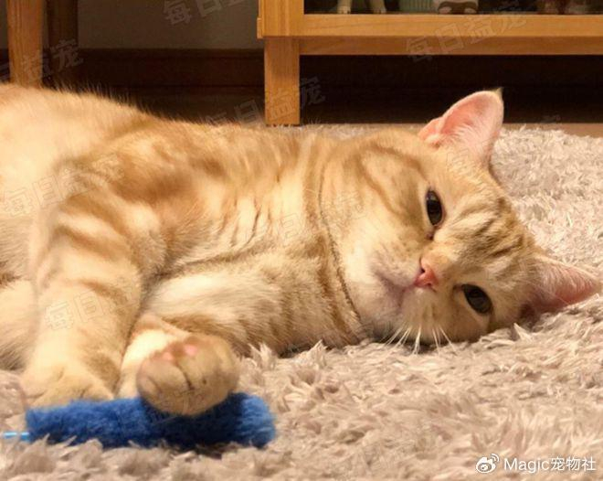 新来的橘猫太笨,被女同事强制培训,结果气得要离职!