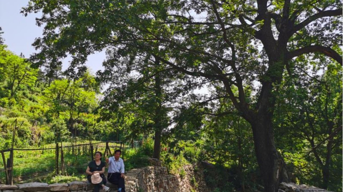 村头那棵酸枣树