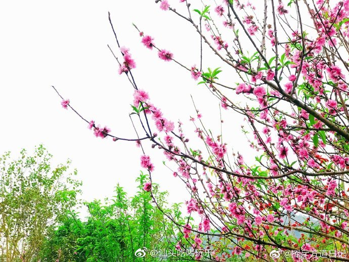 看看潮州沙溪贾里宝树园盛开的桃花