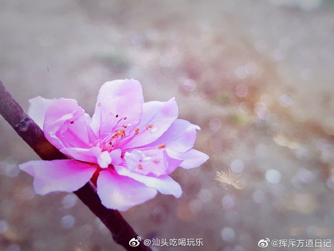 看看潮州沙溪贾里宝树园盛开的桃花