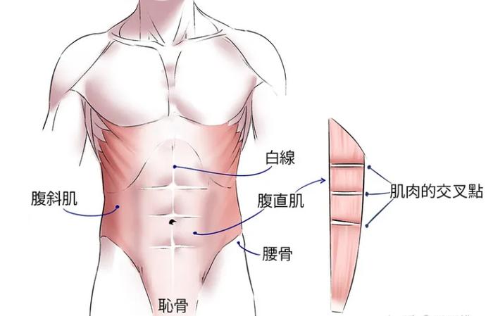 白线通过身体的正中线