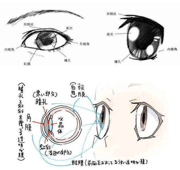 动漫眼睛简单画法教程图片