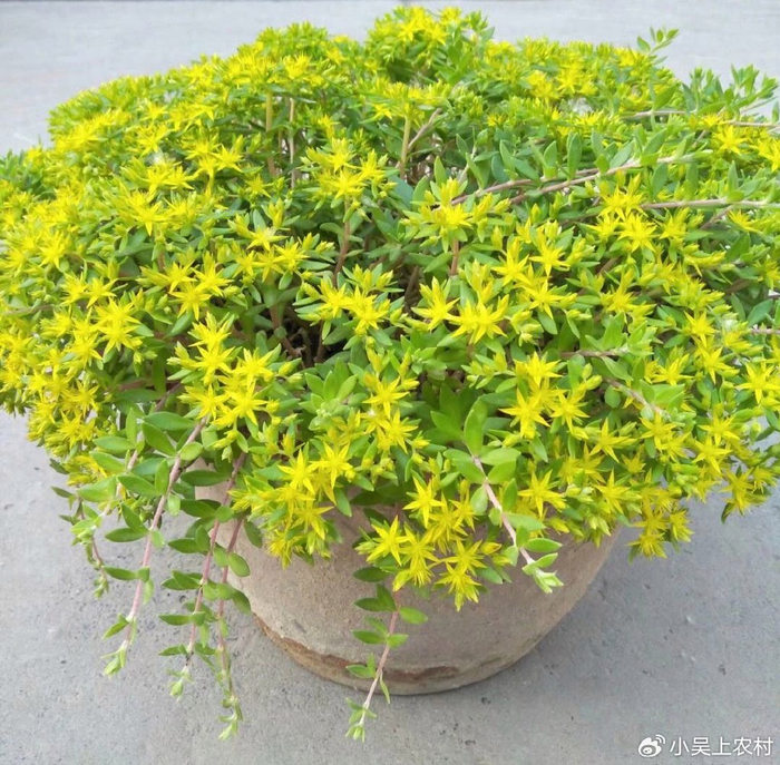 农村没人要的垂盆草，有人却靠它发财，一斤高达30元，你家有吗？