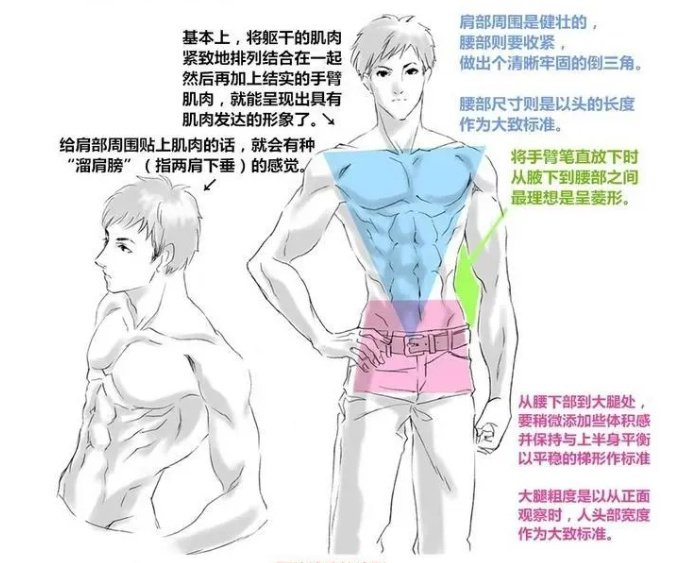 我教你不求人,动漫人体肌肉的!