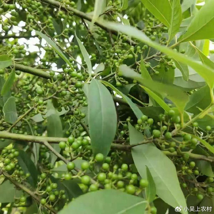 木姜子又称山胡椒采摘榨成山胡椒油价格可贵了下粉面好吃