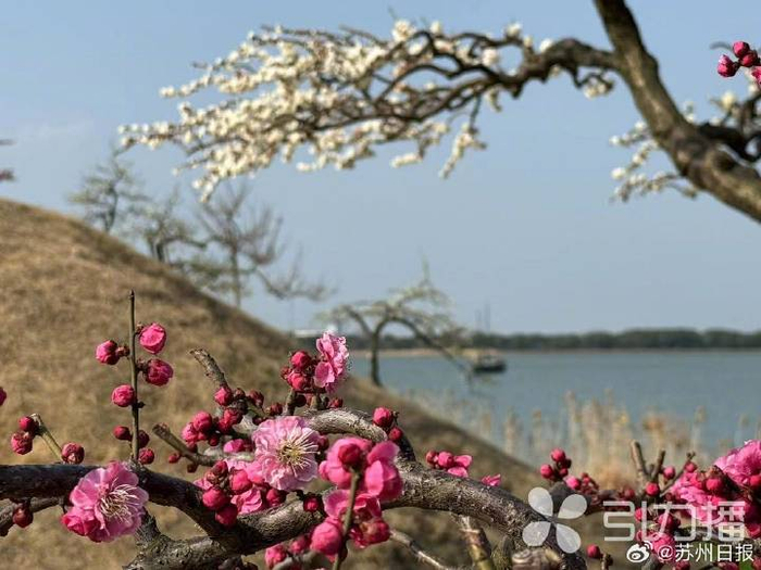 香雪海边又有新风景|香雪海|梅桩|光福镇_新浪新闻