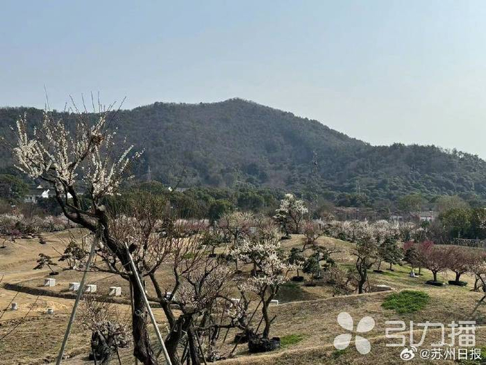香雪海边又有新风景|香雪海|梅桩|光福镇_新浪新闻