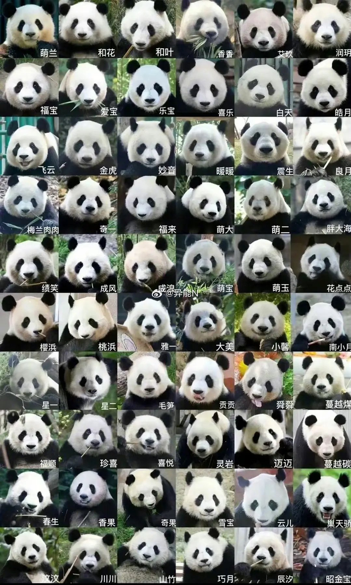 大熊猫图谱熊猫家族证件照