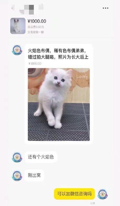 网上买猫被骗 “局长信箱”来帮忙