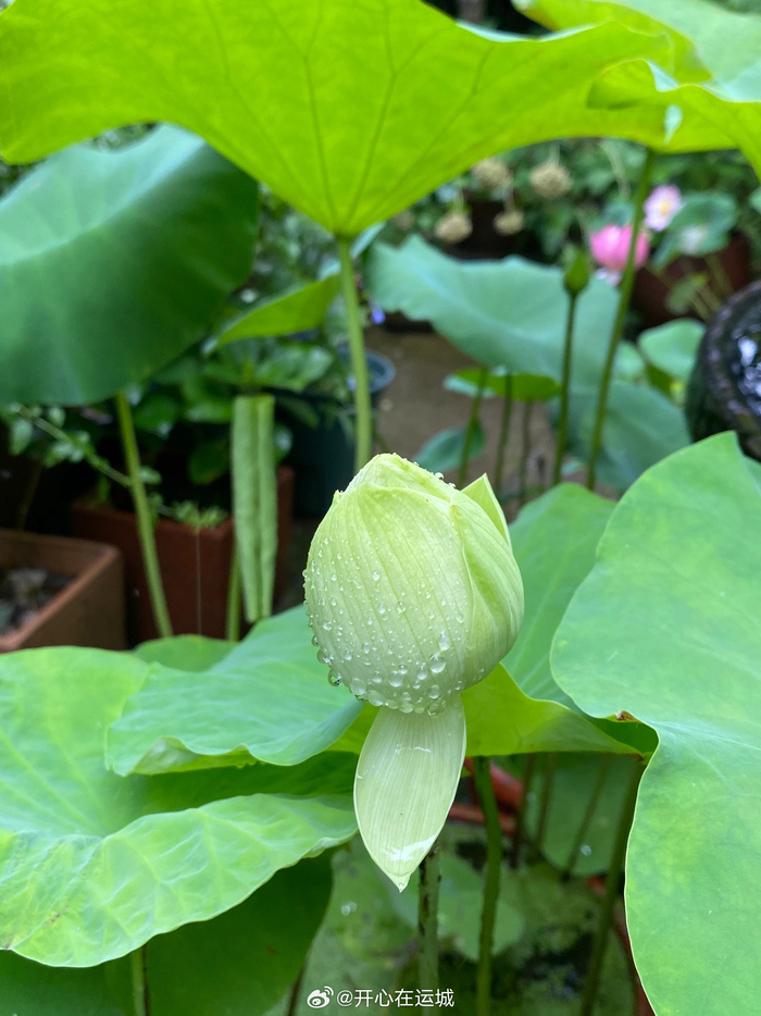 夏日未央绿荷盈盈