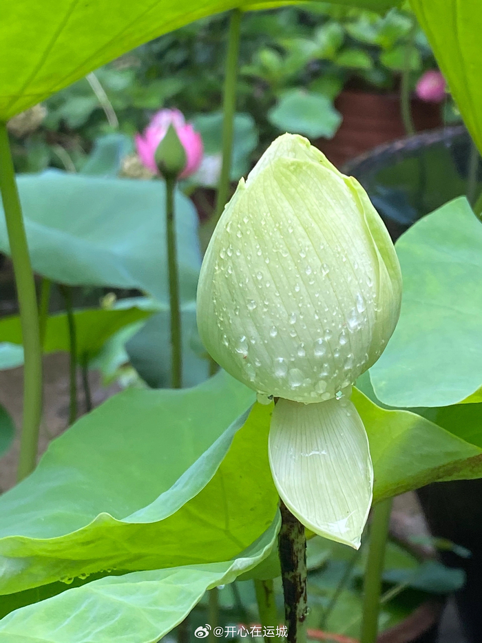 夏日未央绿荷盈盈