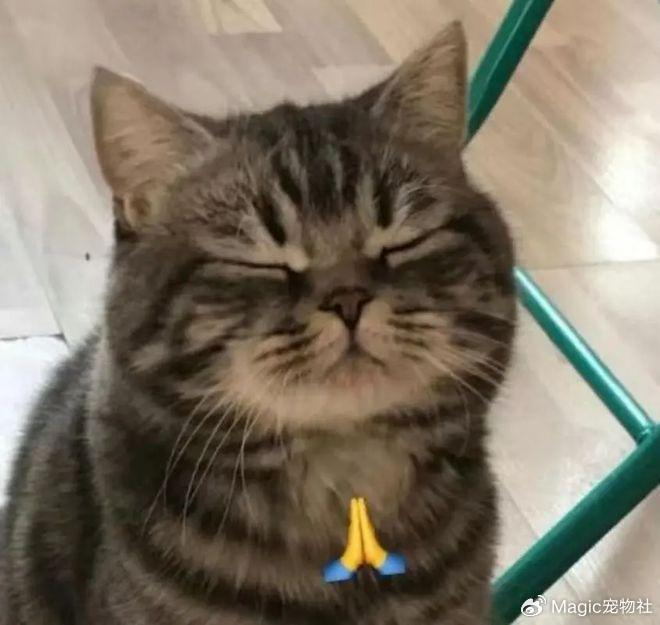 家猫不幸走丢了主人求助流浪猫帮忙还真给找回来了