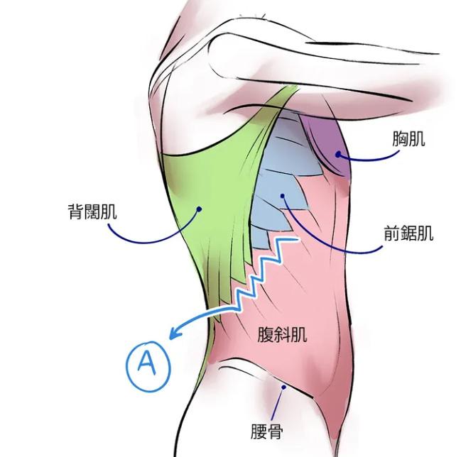 人体解剖图侧面图片