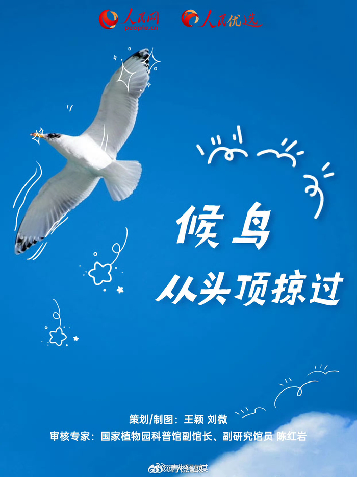 长知识了!9图解码候鸟迁徙__财经头条__新浪财经