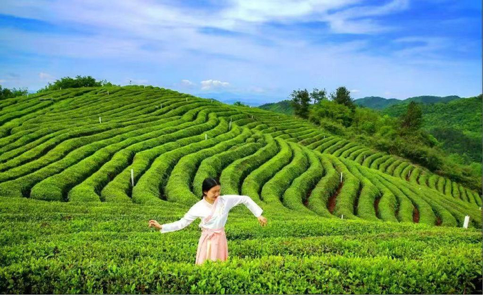 西安百家旅行社访竹溪活动盛大举行|同仁|竹溪|旅行社_新浪新闻