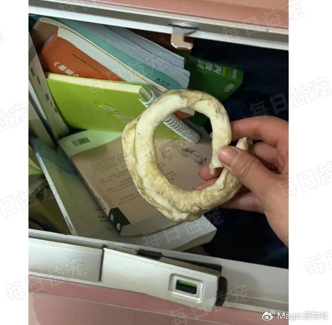 狗狗将心爱玩具塞行李箱,重复6次仍不放弃:别丢下我!