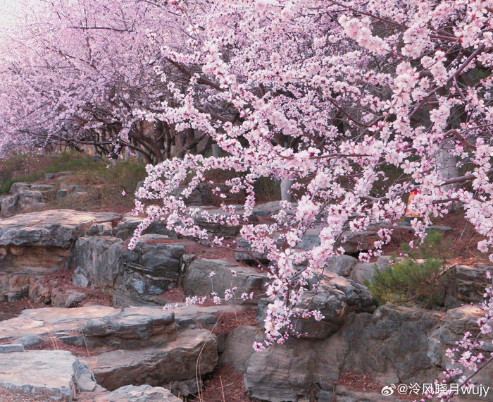 阳春三月北京园博园花明柳媚摄影